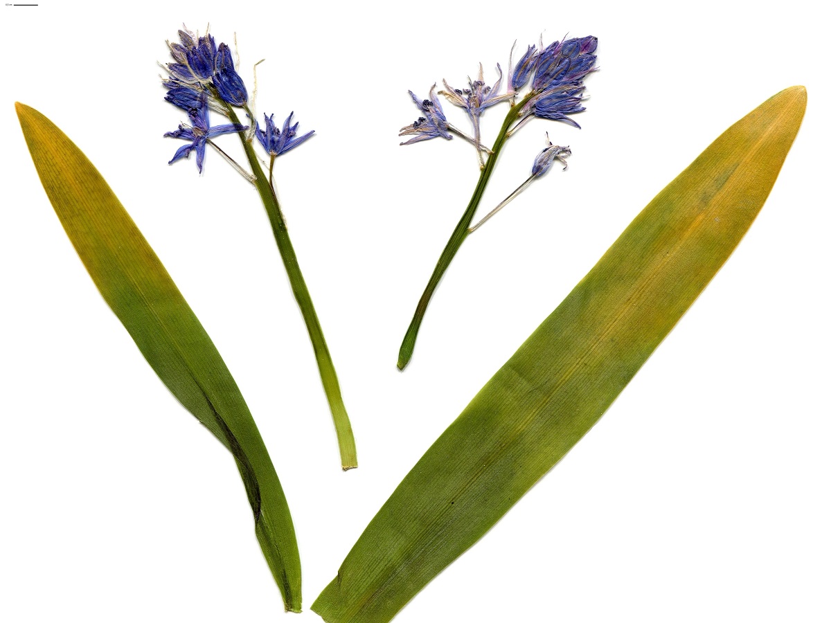 Tractema lilio-hyacinthus (Asparagaceae)
